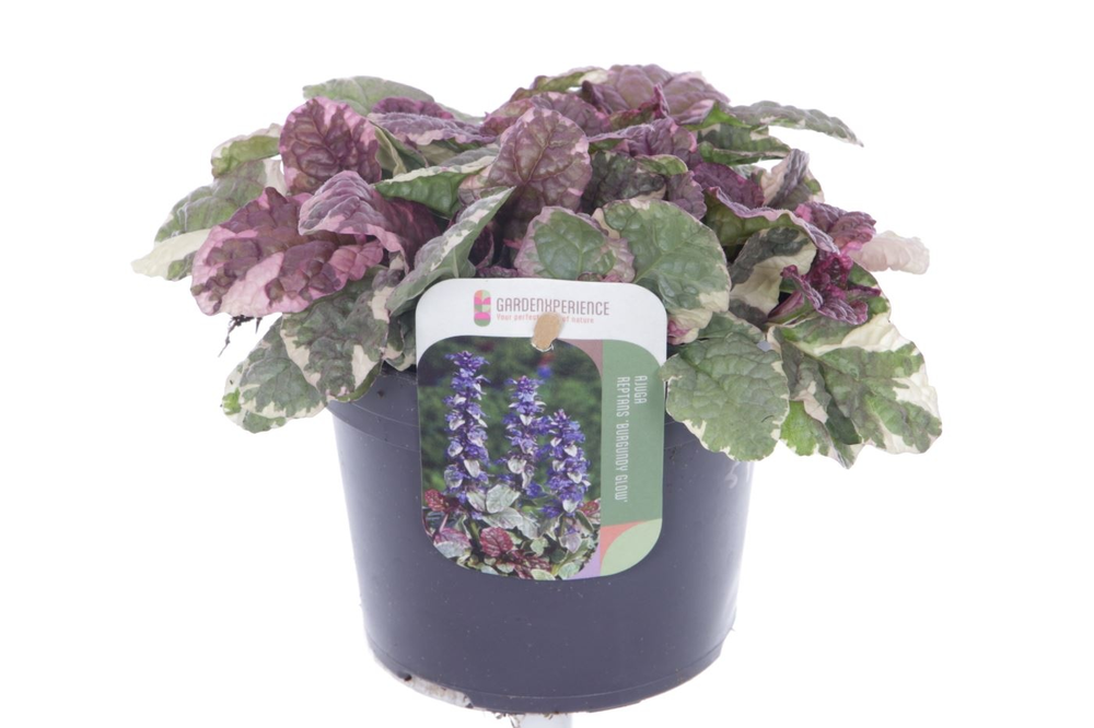 Ajuga reptans Burgundy Glow.