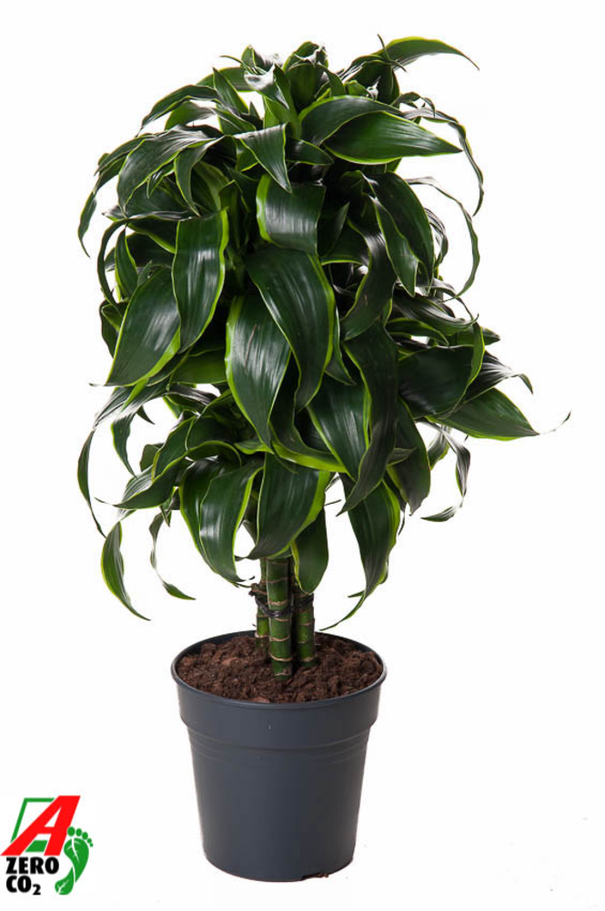 Dracaena Dorado vertakt P21.