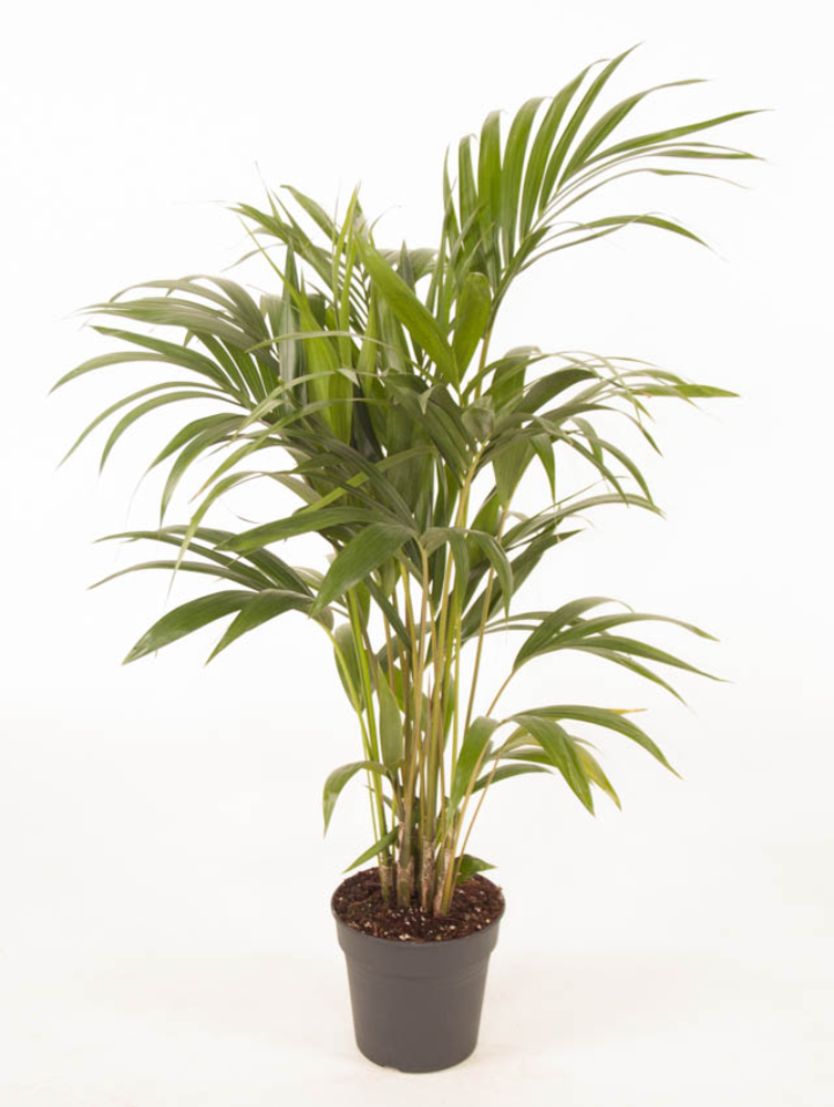 Howea Forsteriana(kentia) P21-120.