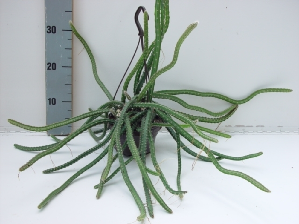 Selenicereus grandiflorus.