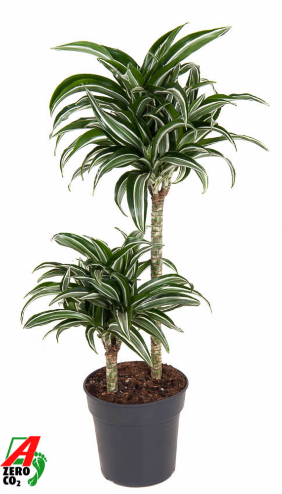 Dracaena Jade Jewel 45-15.