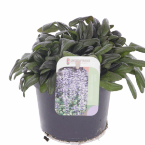 Ajuga reptans Chocolate Chips.