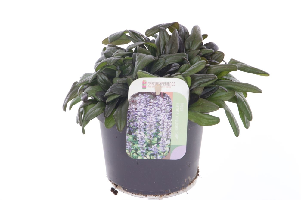 Ajuga reptans Chocolate Chips.