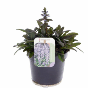 Ajuga reptans Chocolate Chips.