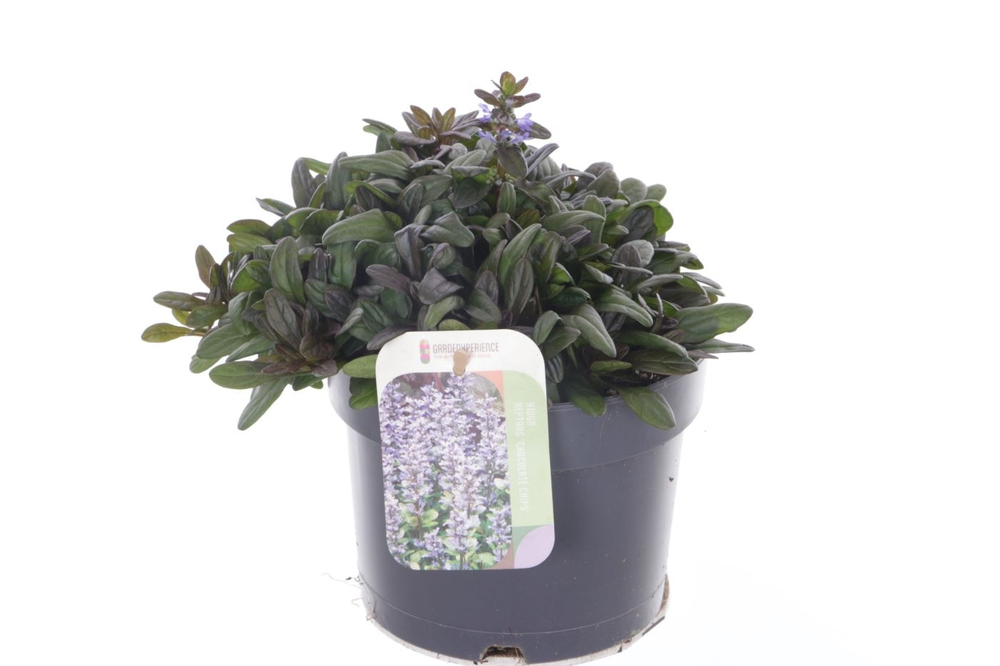 Ajuga reptans Chocolate Chips.