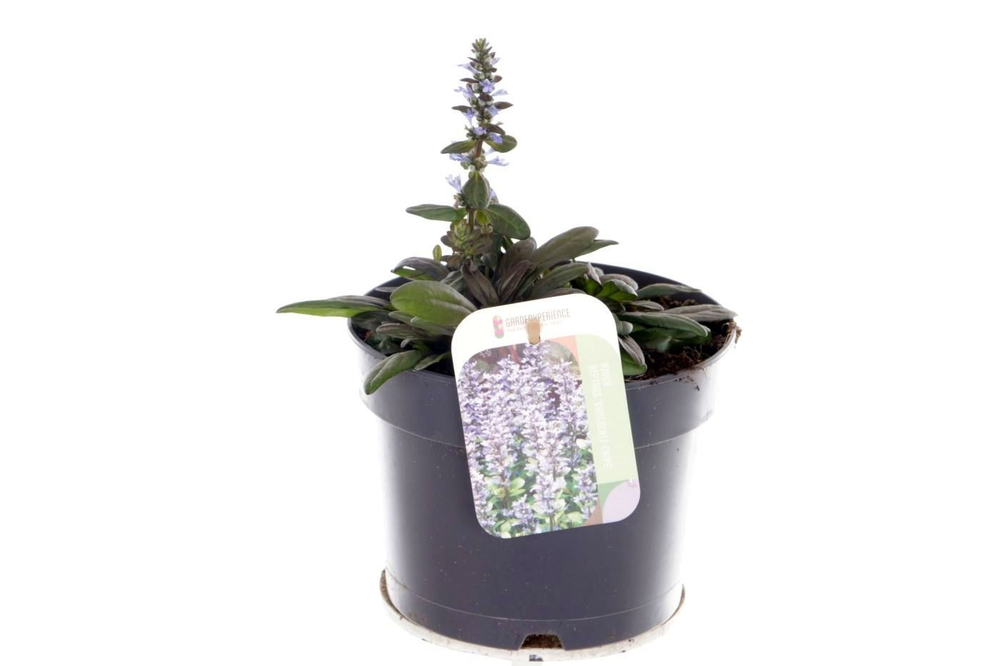 Ajuga reptans Chocolate Chips.