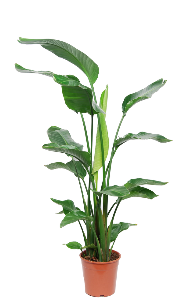 Strelitzia Nicolai 3 PP (zonder bloem) P24 120-140.