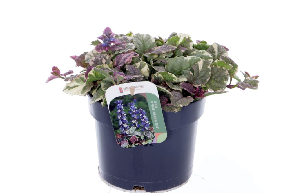 Ajuga reptans Burgundy Glow.