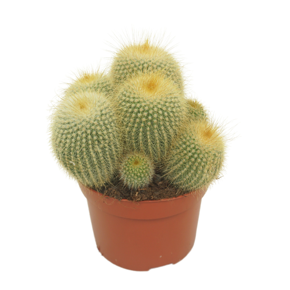 Eriocactus leninghausii 12 cm.