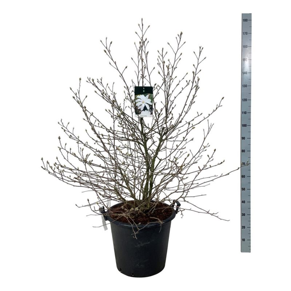 Magnolia stellata.