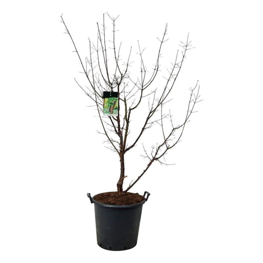 Acer griseum.