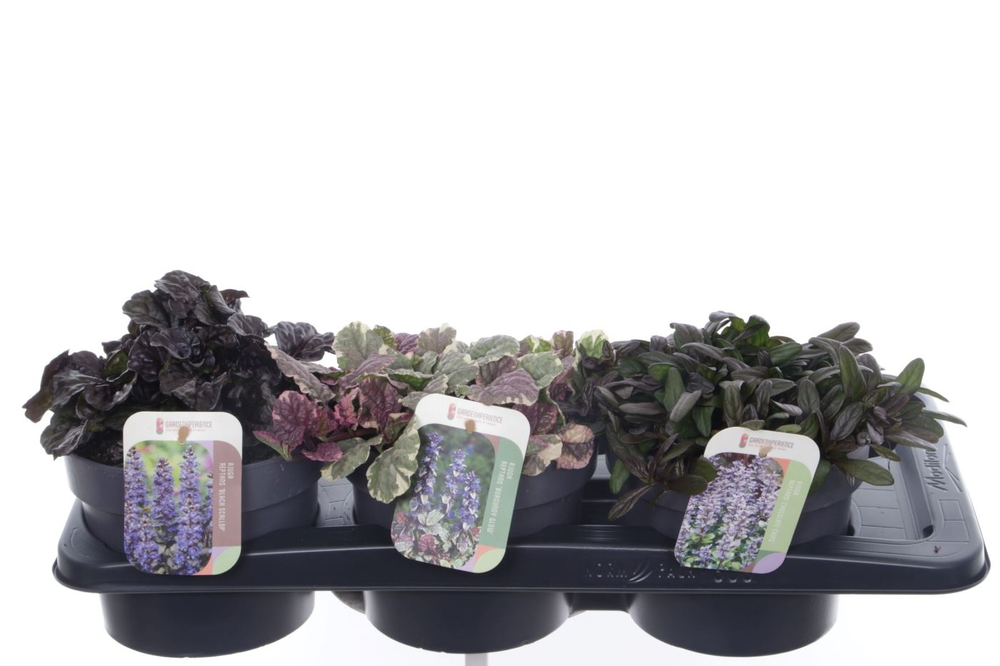 Ajuga reptans mix tray.