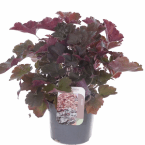 Heuchera micr. Palace Purple.