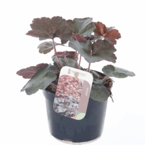 Heuchera micr. Palace Purple.