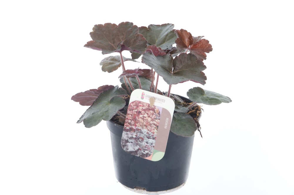 Heuchera micr. Palace Purple.
