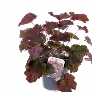 Heuchera micr. Palace Purple.