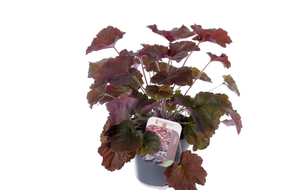 Heuchera micr. Palace Purple.
