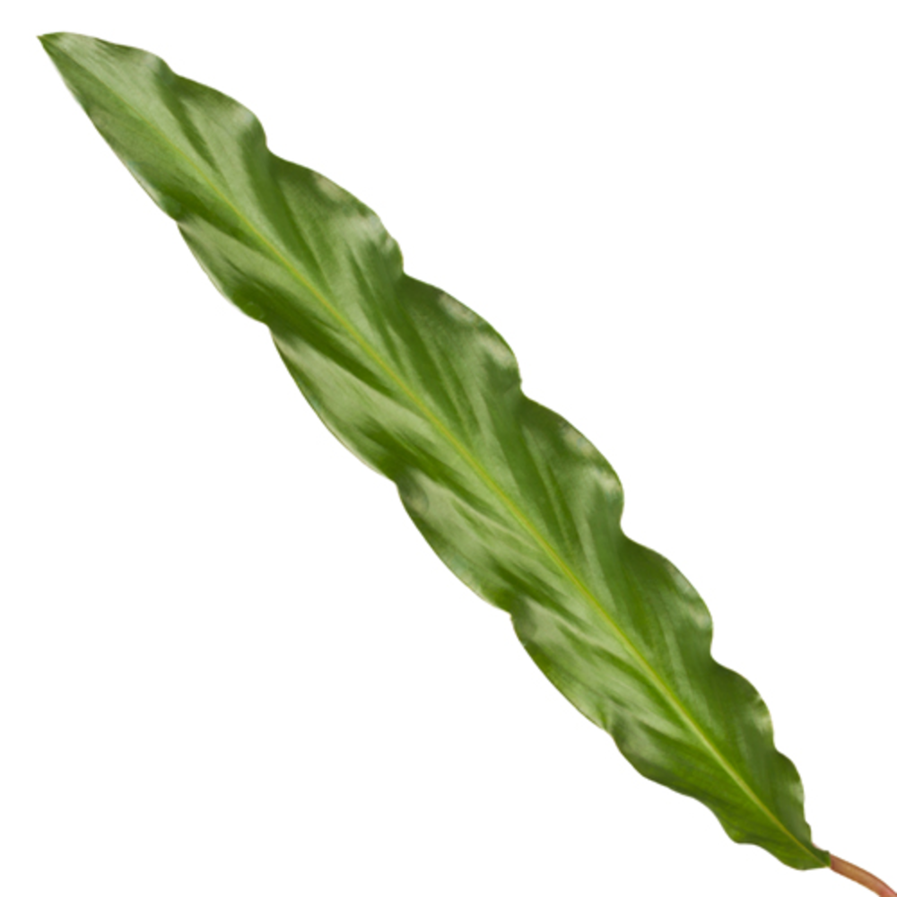 Calathea 12cm Elgergrass.