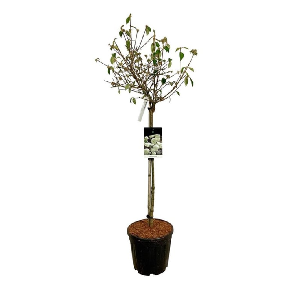 Viburnum 'Eskimo'.