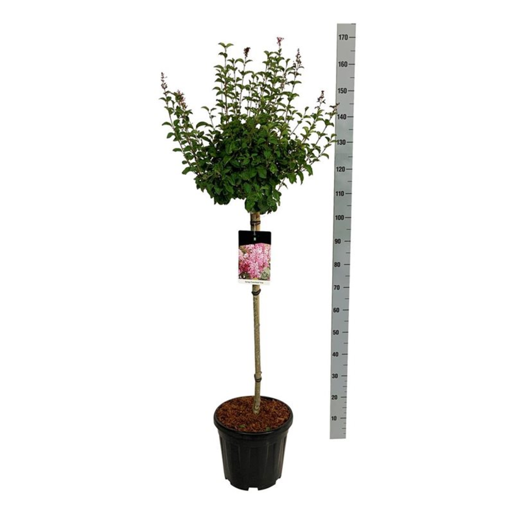 Syringa 'Flowerfesta' ® Pink.