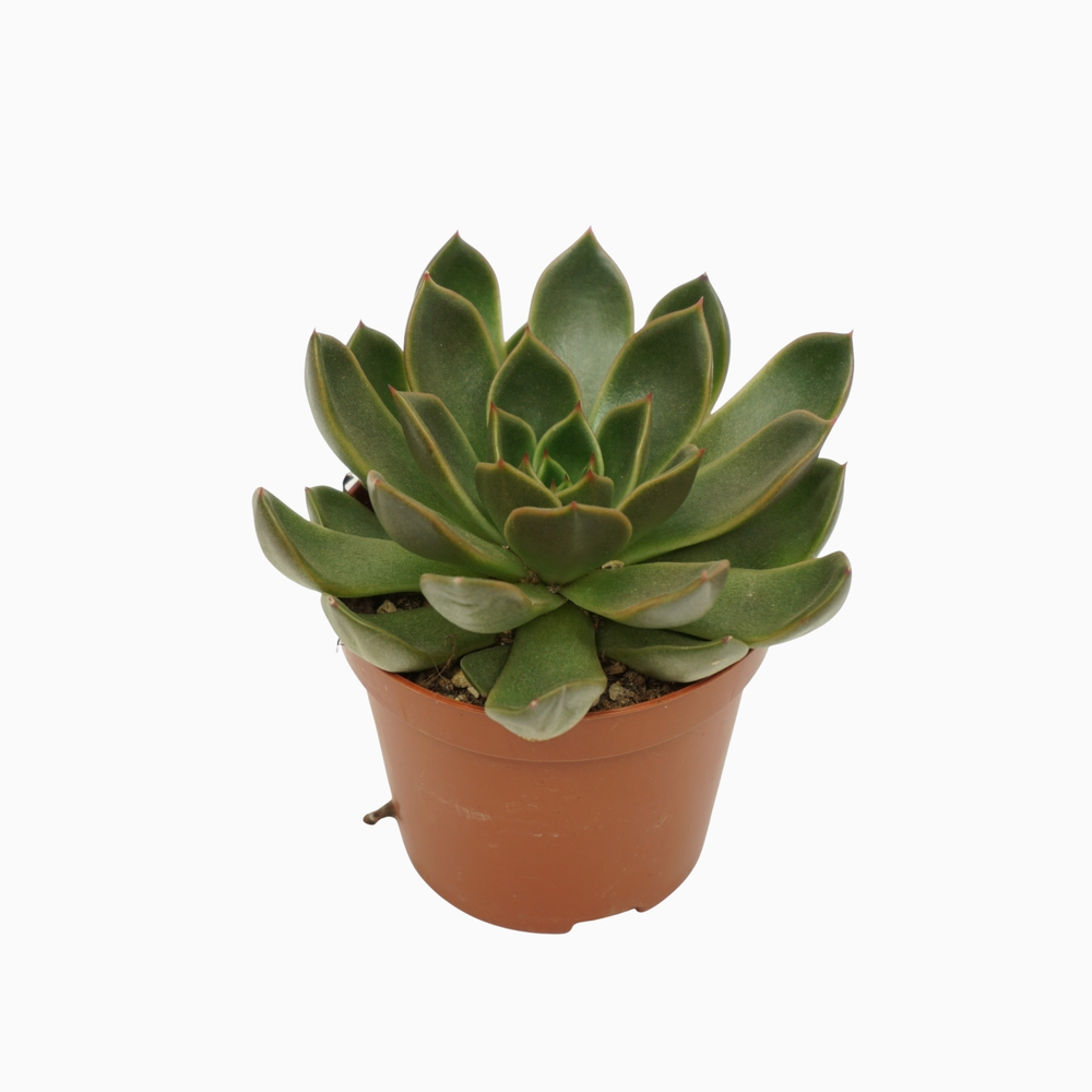 Echeveria mira 8,5 cm.