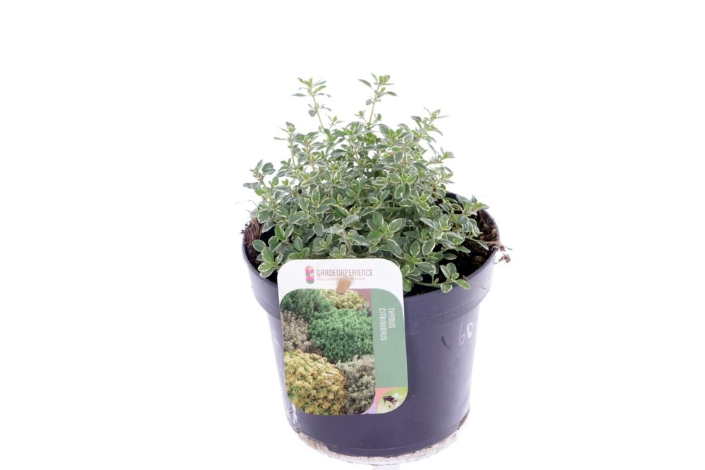 Thymus citr. Silver Queen.
