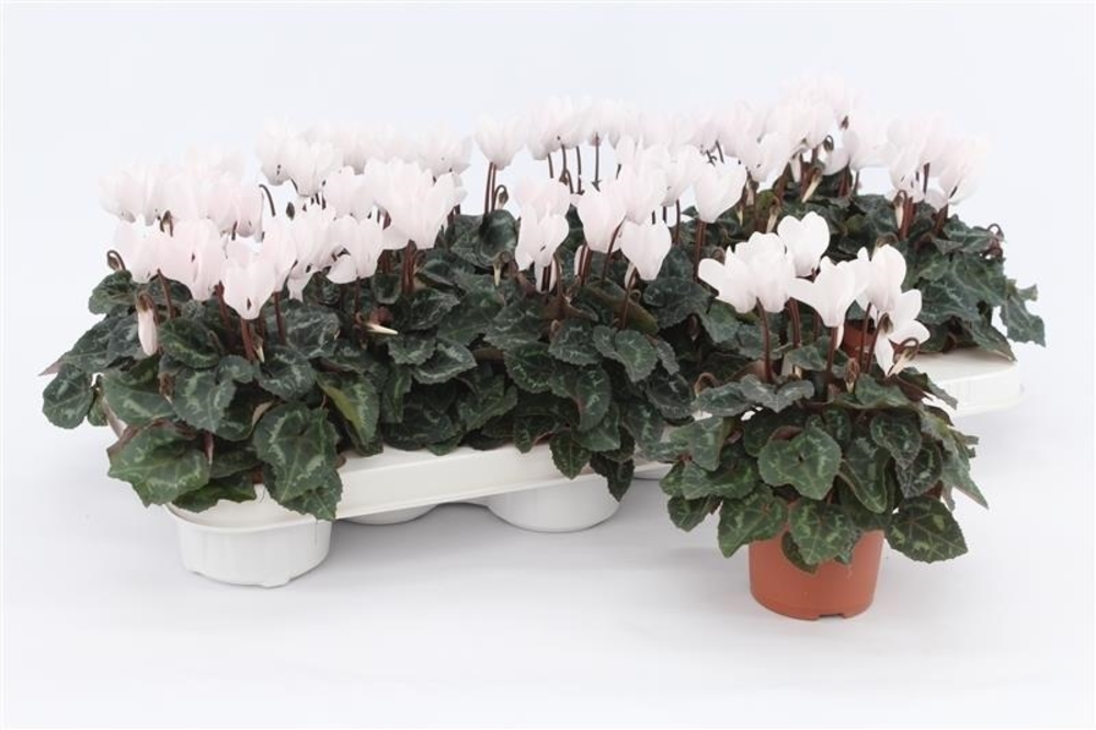 Cyclaam Mini White.