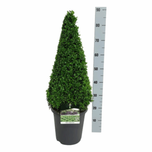 Buxus sempervirens.