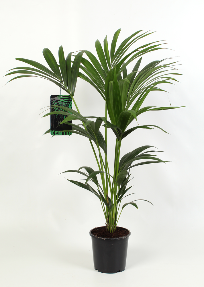 Kentia-Howea Forsteriana, 4 stek p/pot.