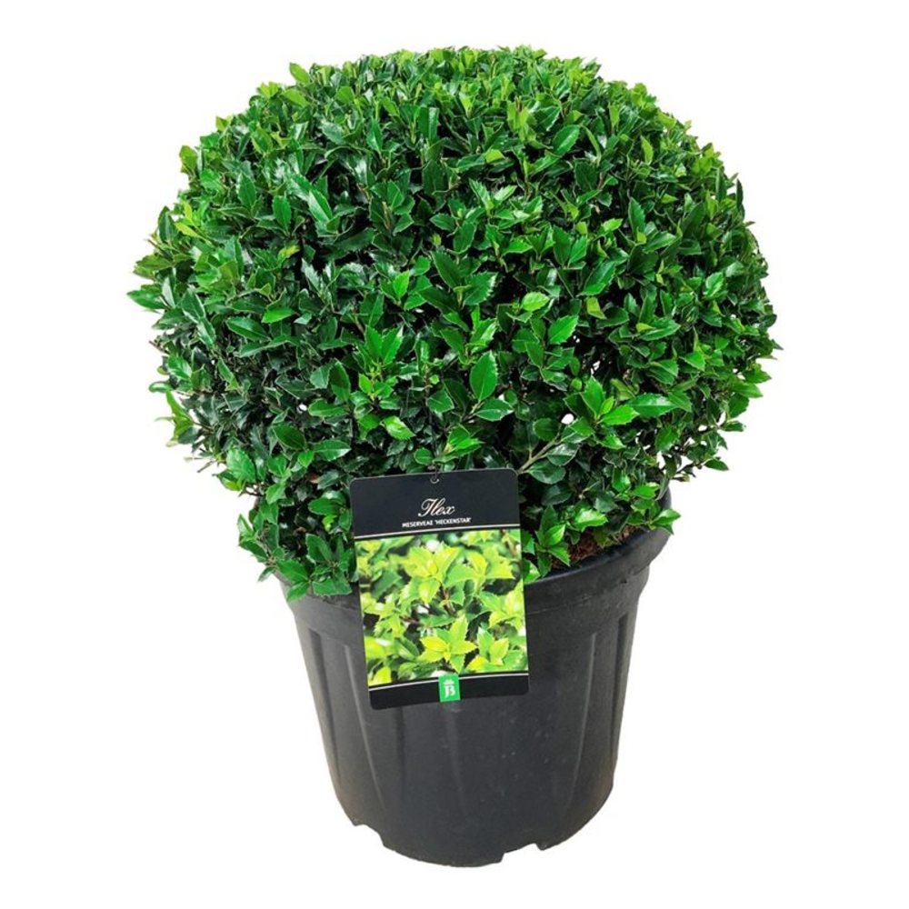 Ilex meserveae 'Heckenstar' PBR.