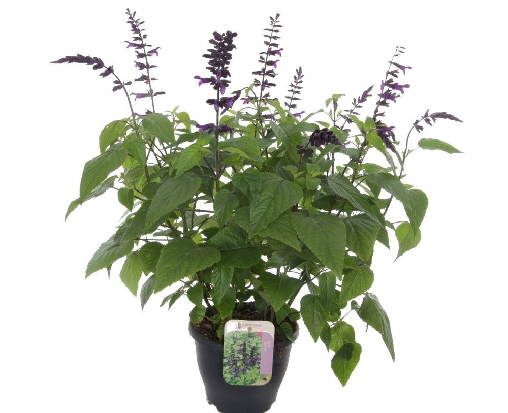 Salvia hybr. amistad.