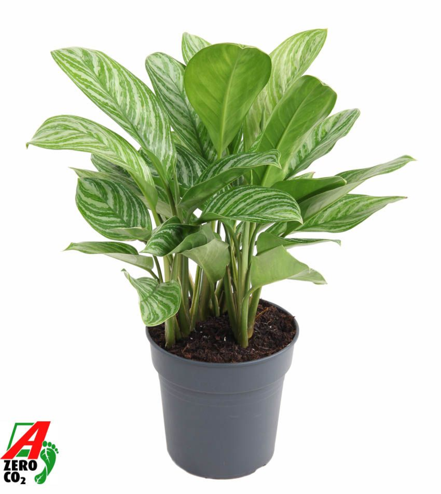 Aglaonema Stripes.