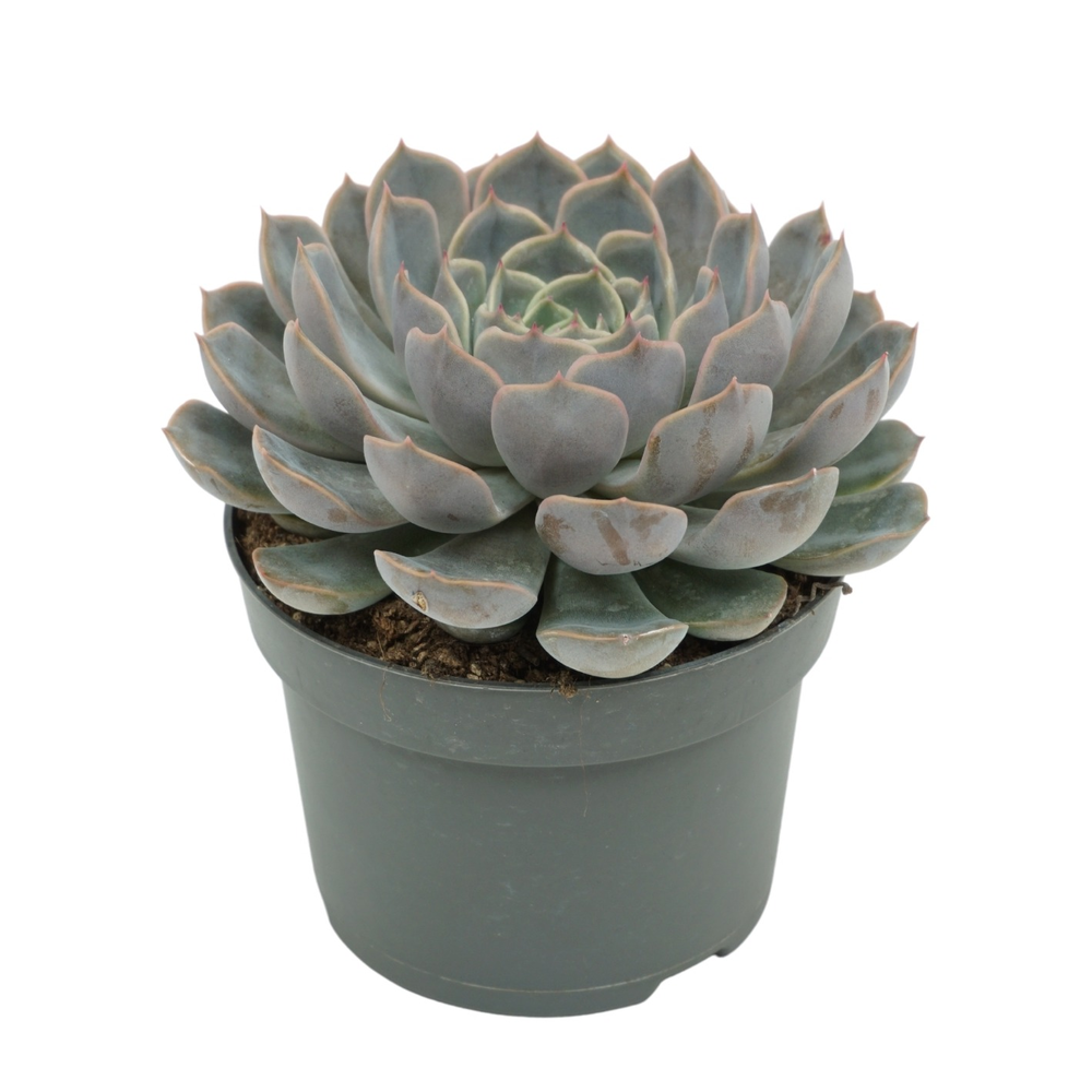 Echeveria orion 13 cm.