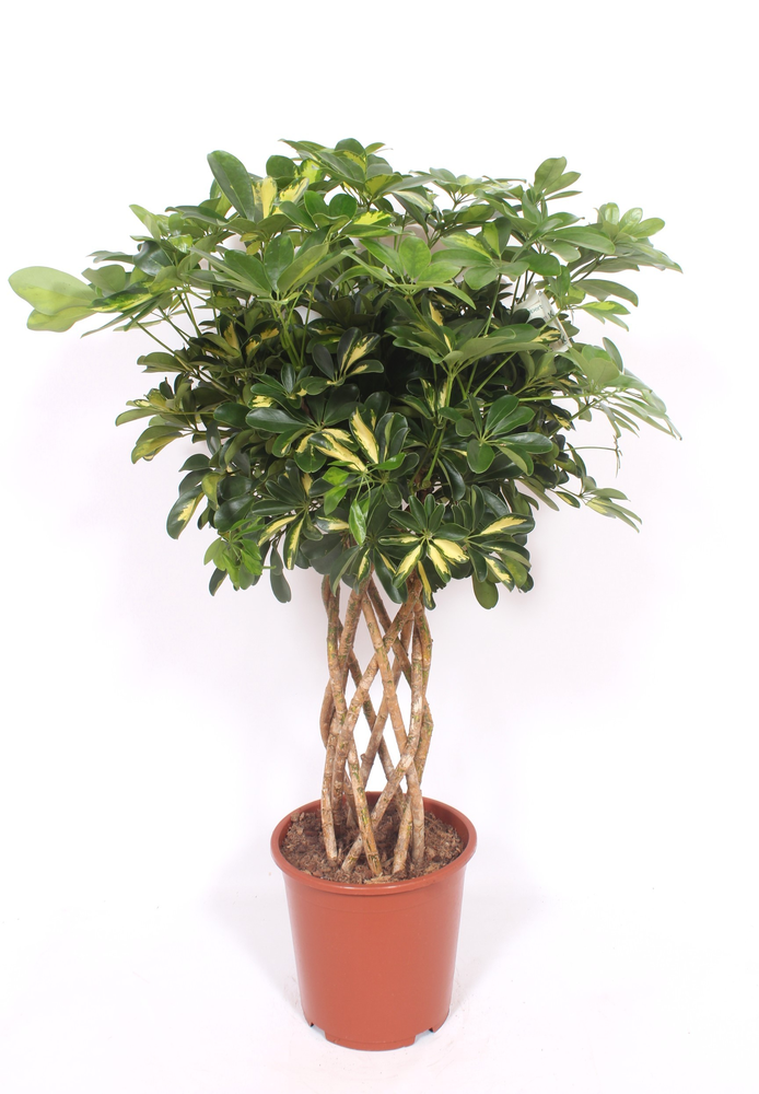 Schefflera Gold Capella.