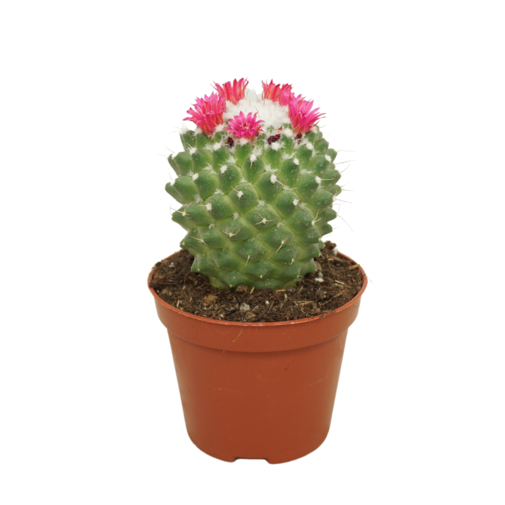 Mammillaria toluca 8,5 cm bloeiend.
