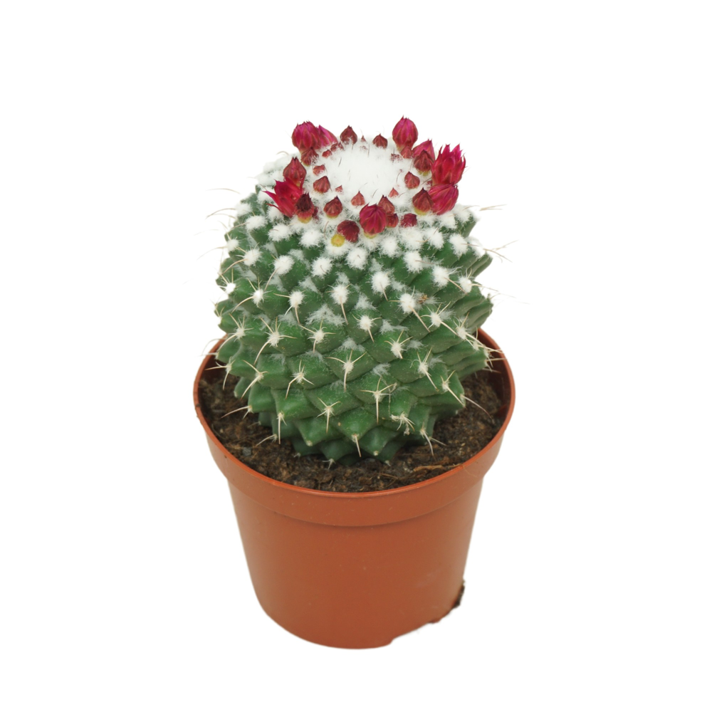 Mammillaria toluca 8,5 cm bloeiend.