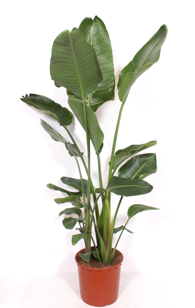 Strelitzia nicolai.