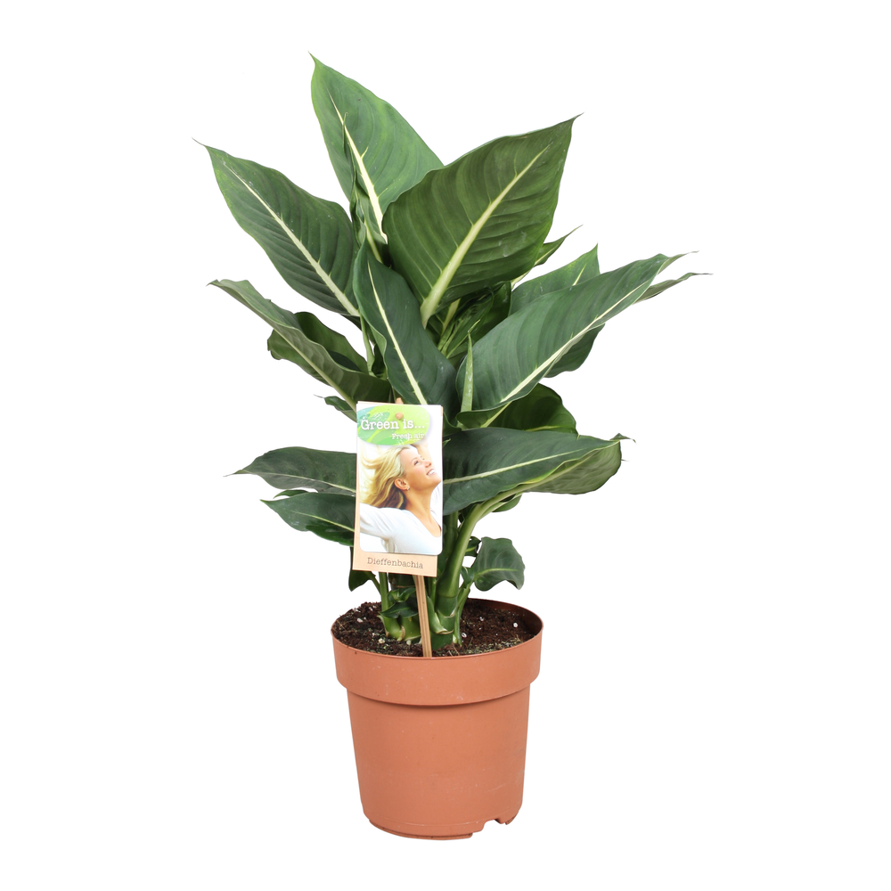 Dieffenbachia Green Magic.
