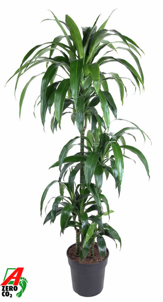 Dracaena Janet Craig 90-60-30-15.