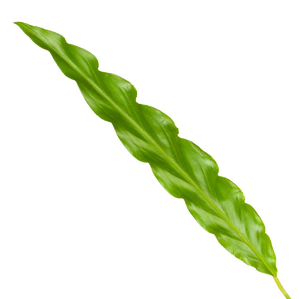 Calathea 12cm Bluegrass Rhythm of Nature zonder ho.