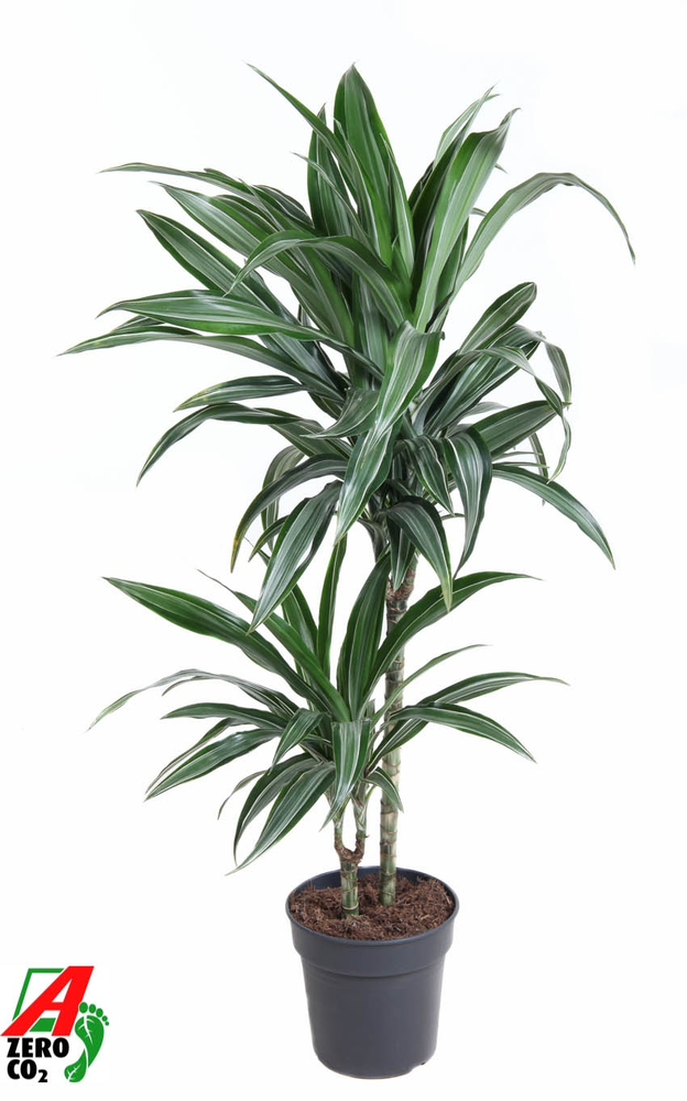 Dracaena Ulises 45-15.