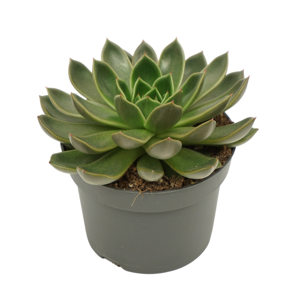 Echeveria mira 13 cm.