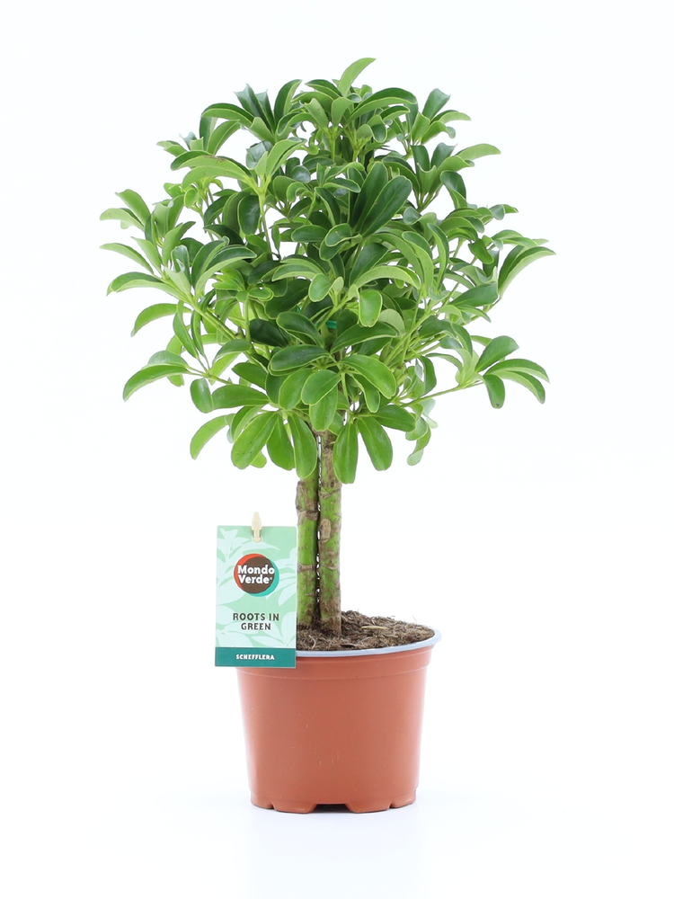Schefflera Luseana.