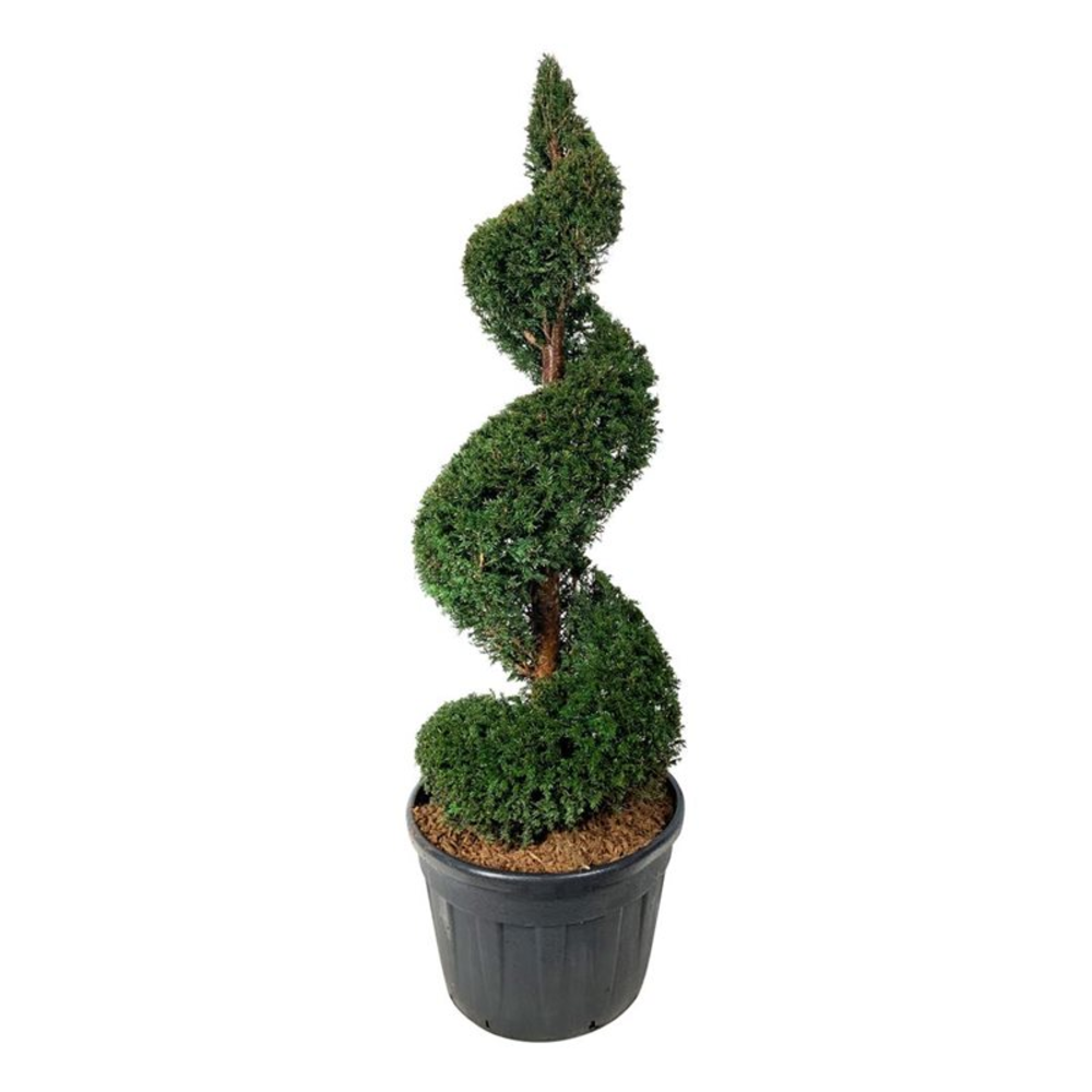 Taxus baccata.
