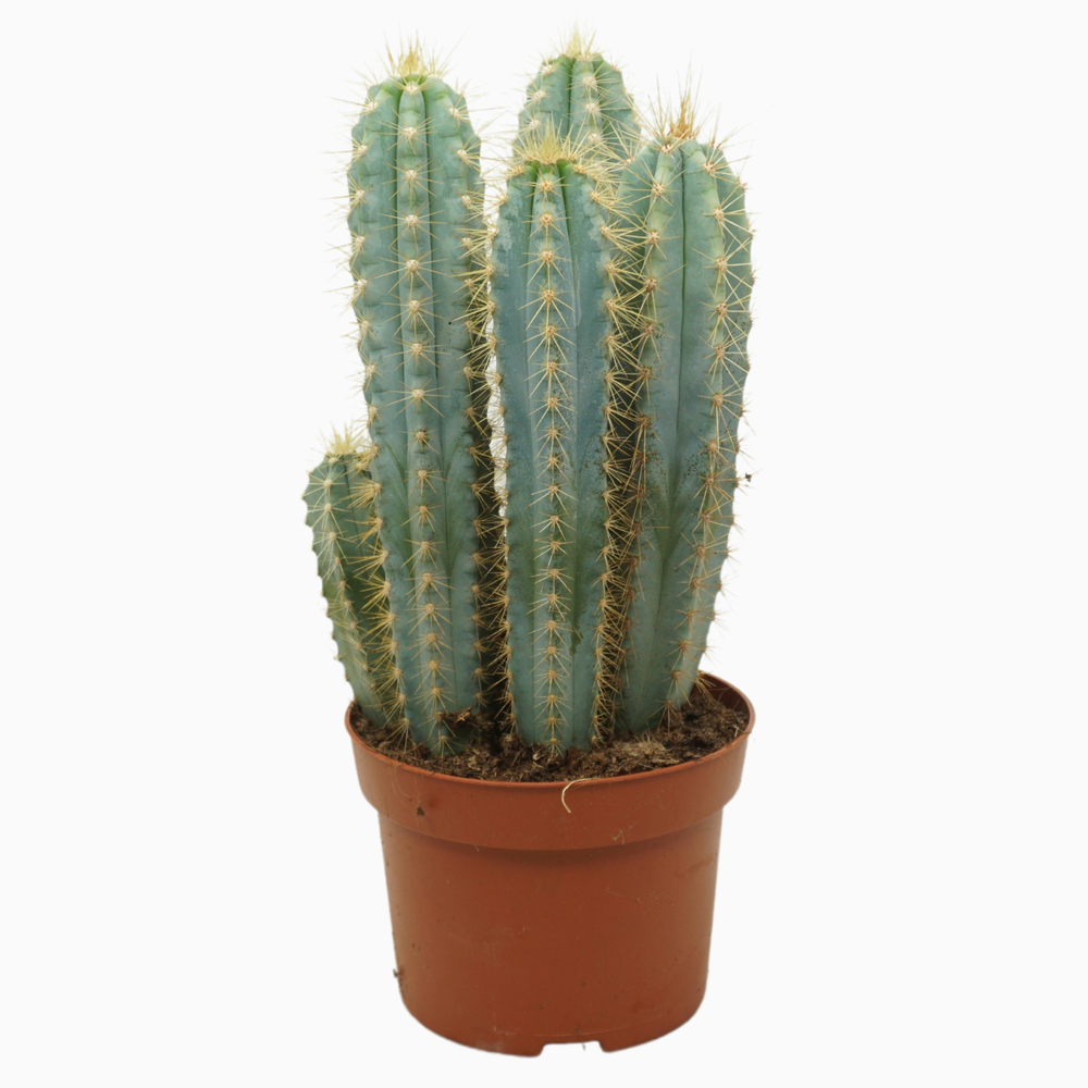 Pilosocereus azureus 13 cm.