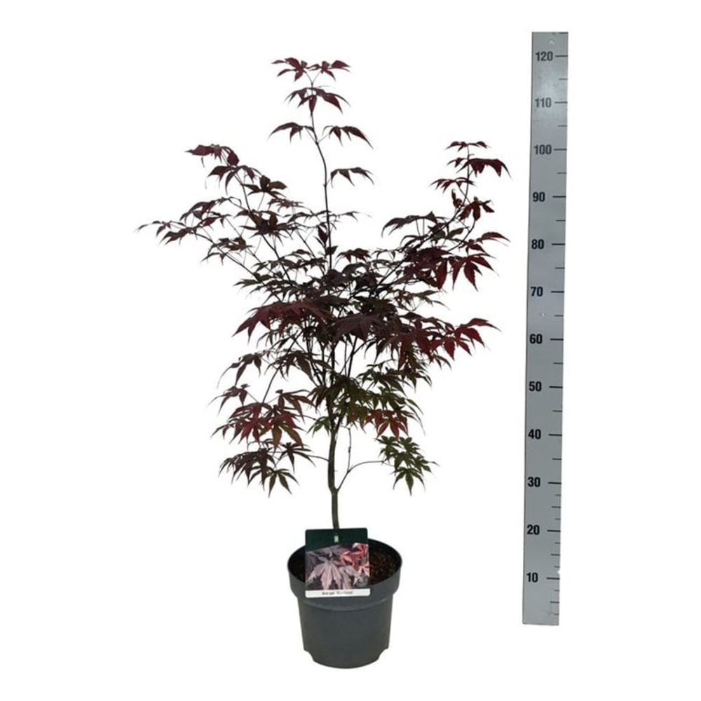 Acer pal. 'Bloodgood'.