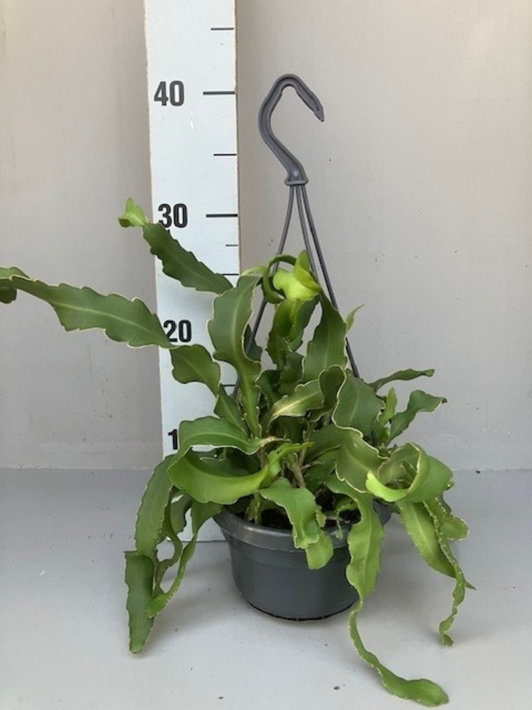 Epiphyllum guatemalense.