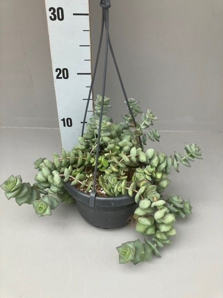 Crassula hottentot special.