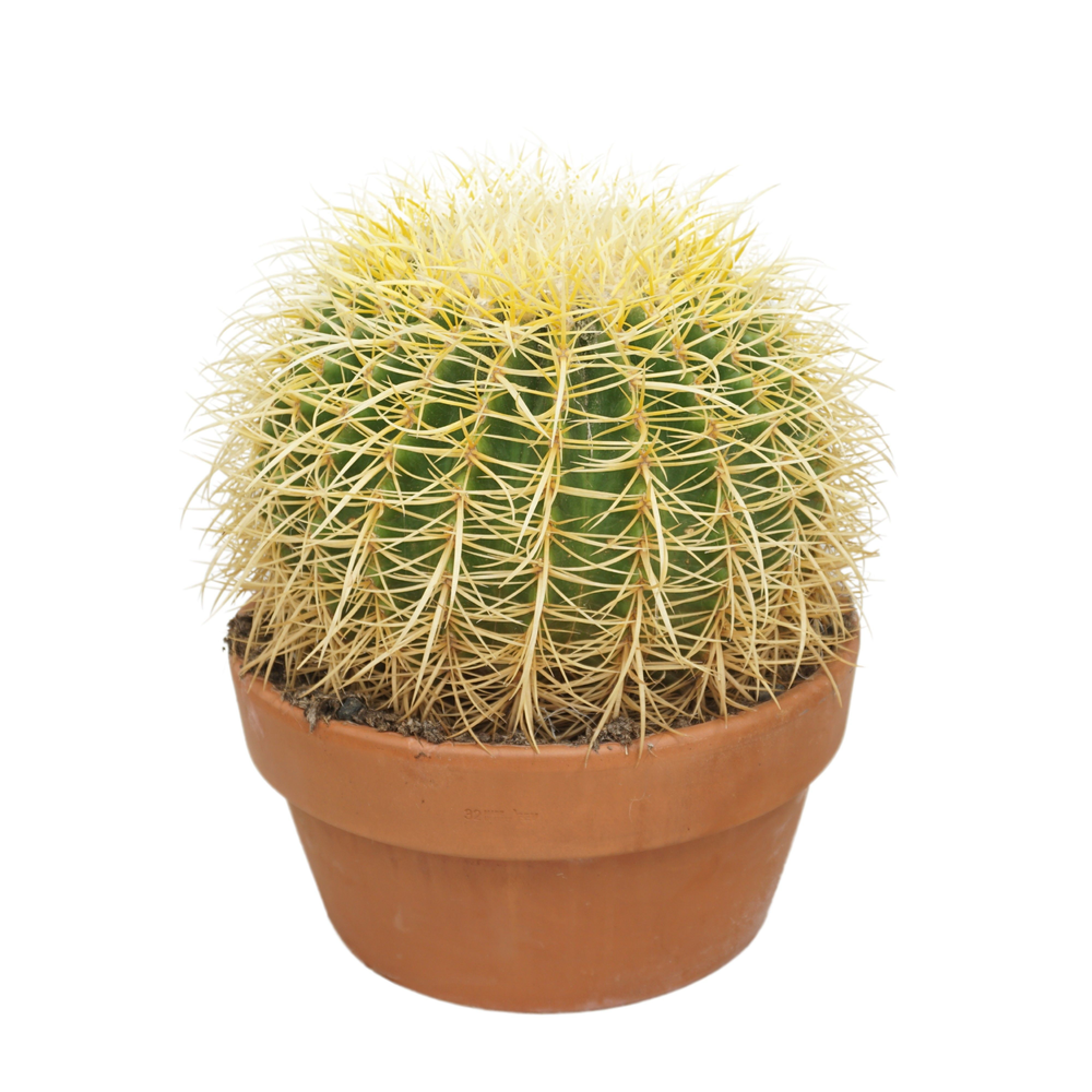 Echinocactus grusonii 30 cm.