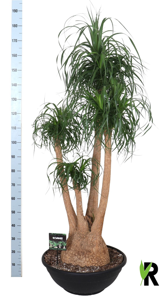 Beaucarnea rec. vertakt.
